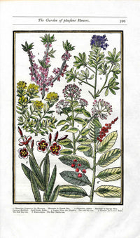 Parkinson Paradisi in Sole Herbals Dwarf Bay