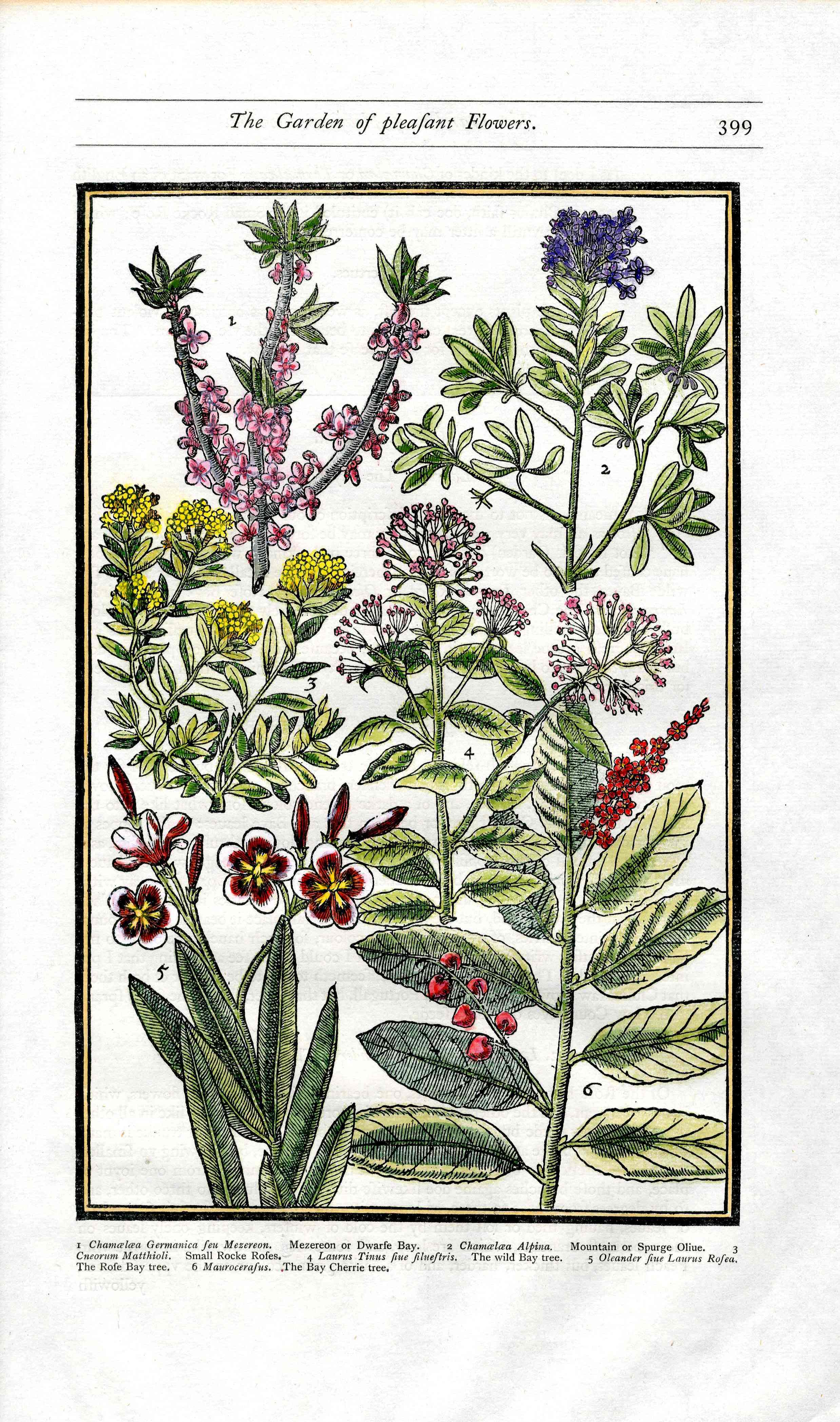 Parkinson Paradisi in Sole Herbals Dwarf Bay