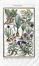 Parkinson Paradisi in Sole Herbals Leeks, Onions