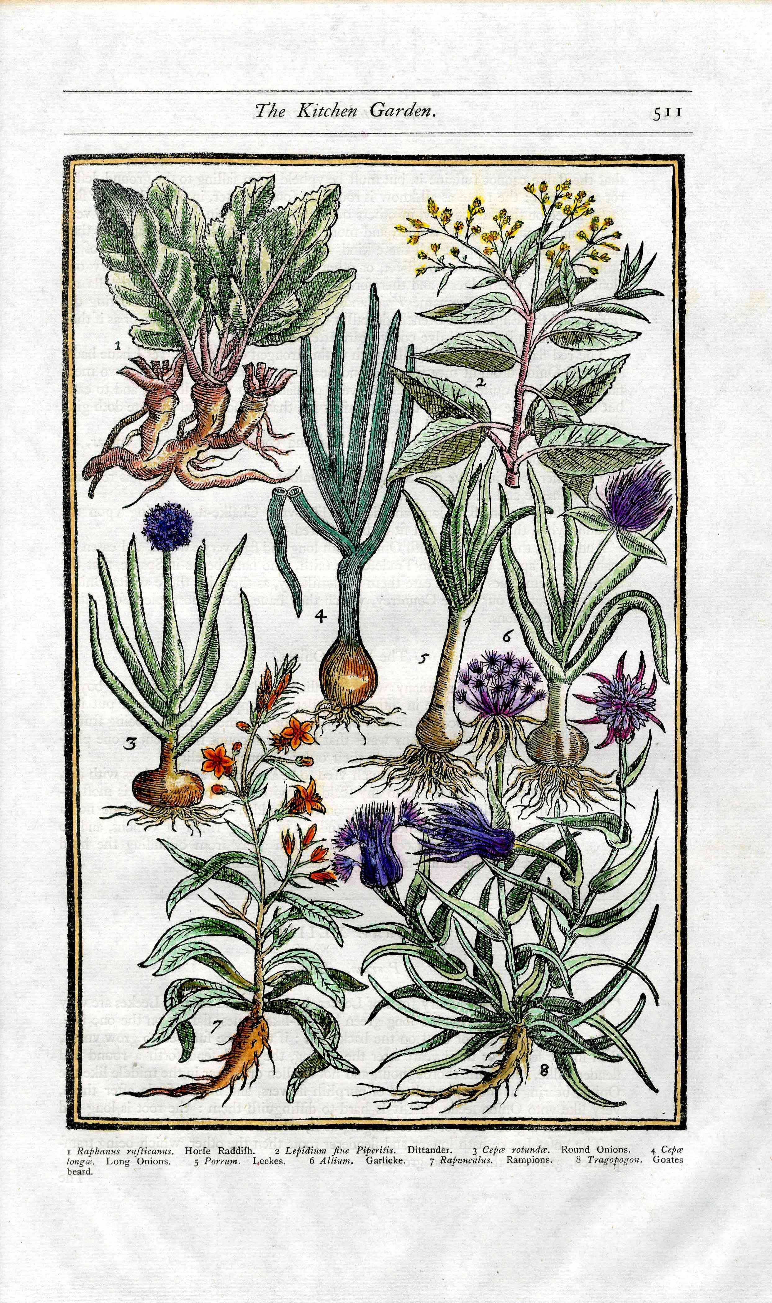 Parkinson Paradisi in Sole Herbals Leeks, Onions