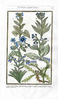 Parkinson Paradisi in Sole Herbals Cowslip, Borage
