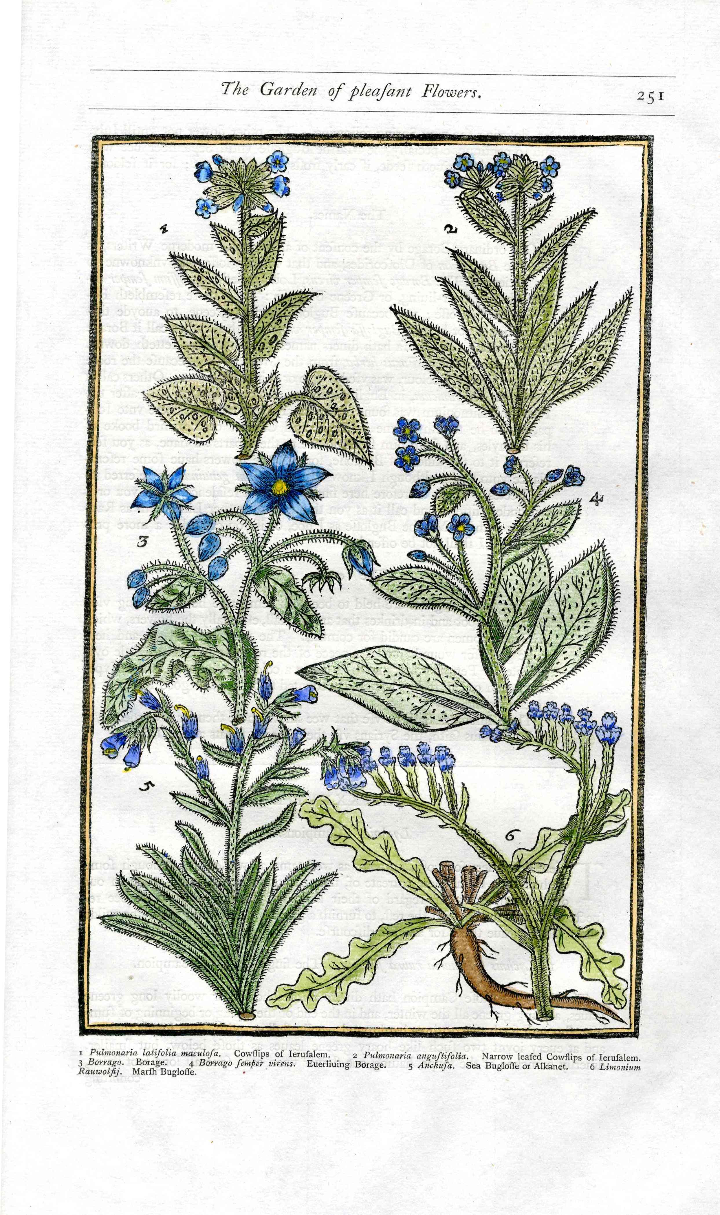 Parkinson Paradisi in Sole Herbals Cowslip, Borage