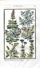 Parkinson Paradisi in Sole Herbals Clary, Mint