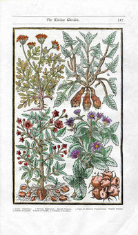 Parkinson Paradisi in Sole Herbals Caraway, Potatoes