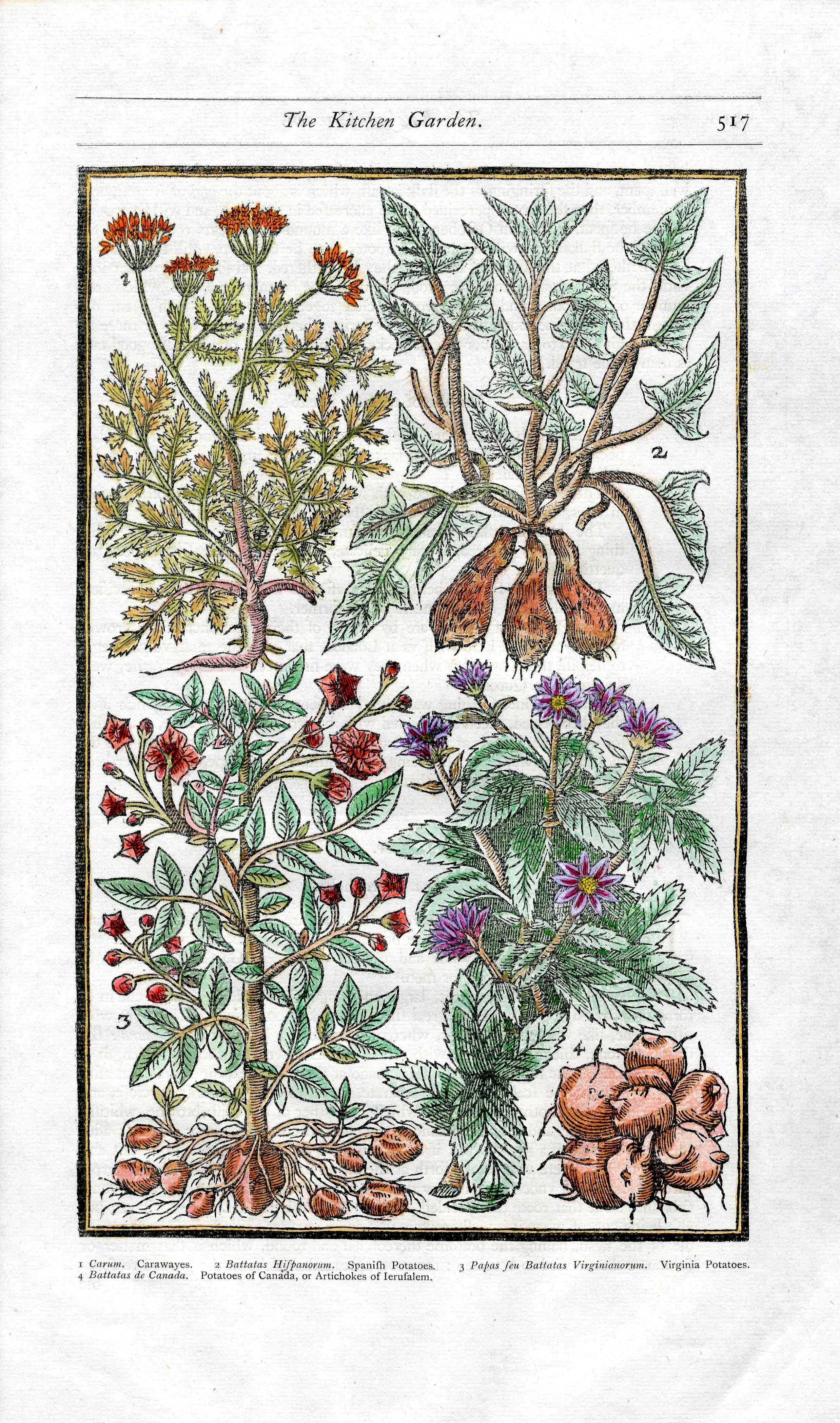 Parkinson Paradisi in Sole Herbals Caraway, Potatoes