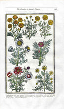 Parkinson Paradisi in Sole Herbals Chamomile