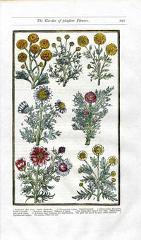 Parkinson Paradisi in Sole Herbals Chamomile