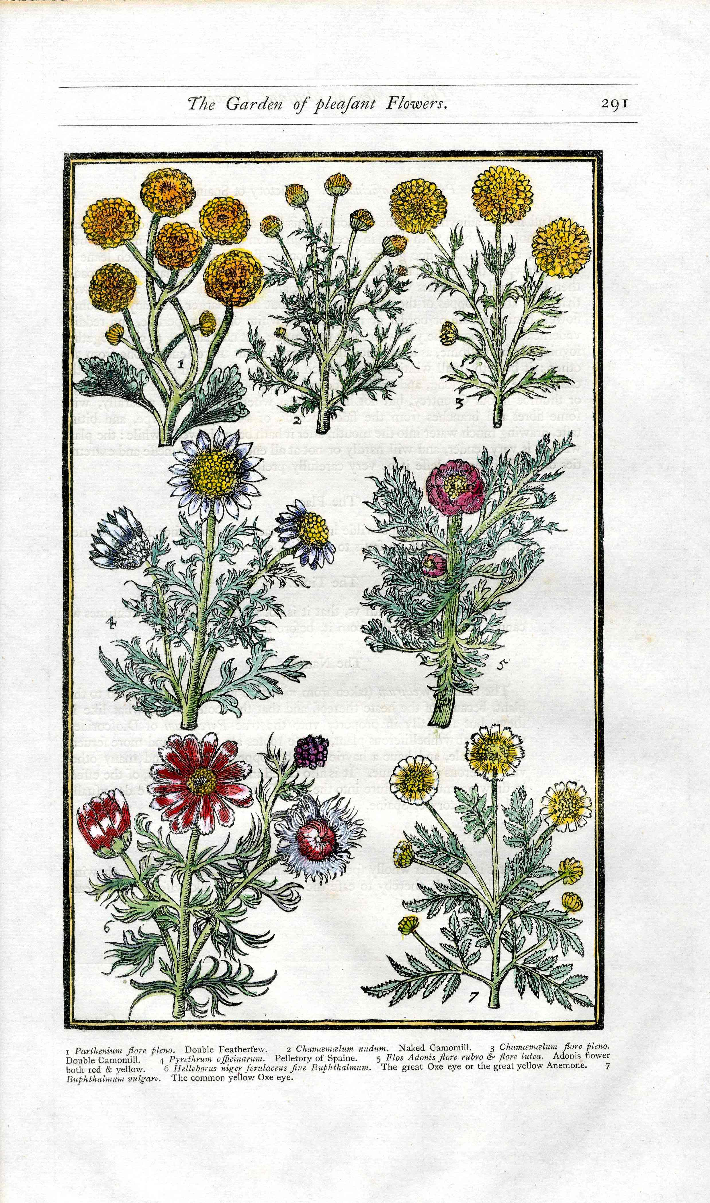 Parkinson Paradisi in Sole Herbals Chamomile