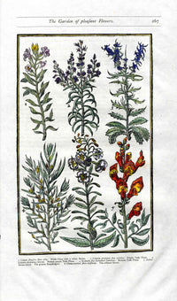 Parkinson Paradisi in Sole Herbals Snapdragon, Toadflax