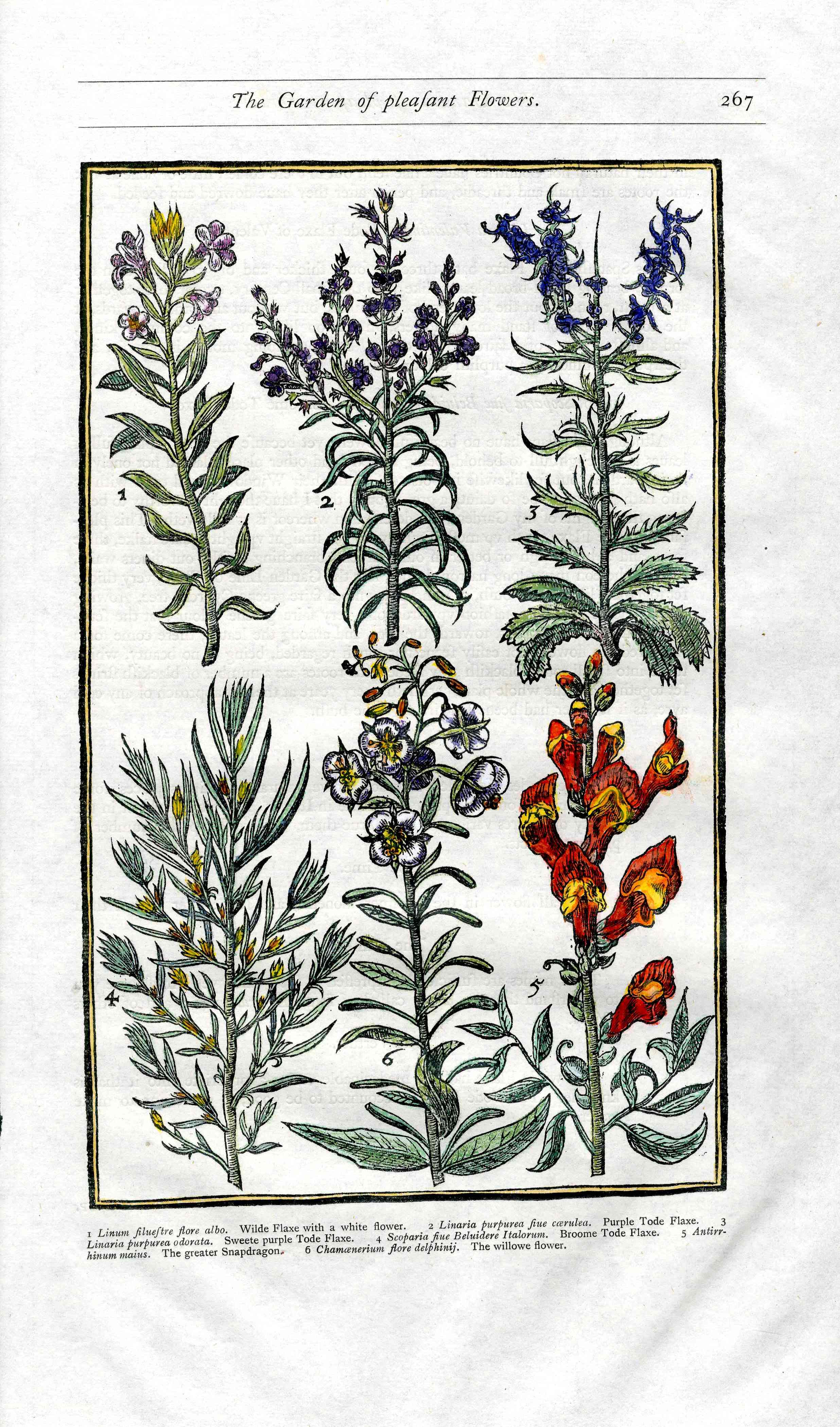 Parkinson Paradisi in Sole Herbals Snapdragon, Toadflax