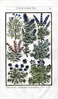 Parkinson Paradisi in Sole Herbals Lavender, Basil