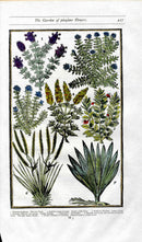 Parkinson Paradisi in Sole Herbals Thyme, Hyssop