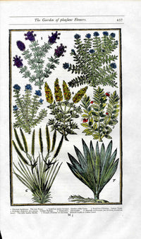 Parkinson Paradisi in Sole Herbals Thyme, Hyssop