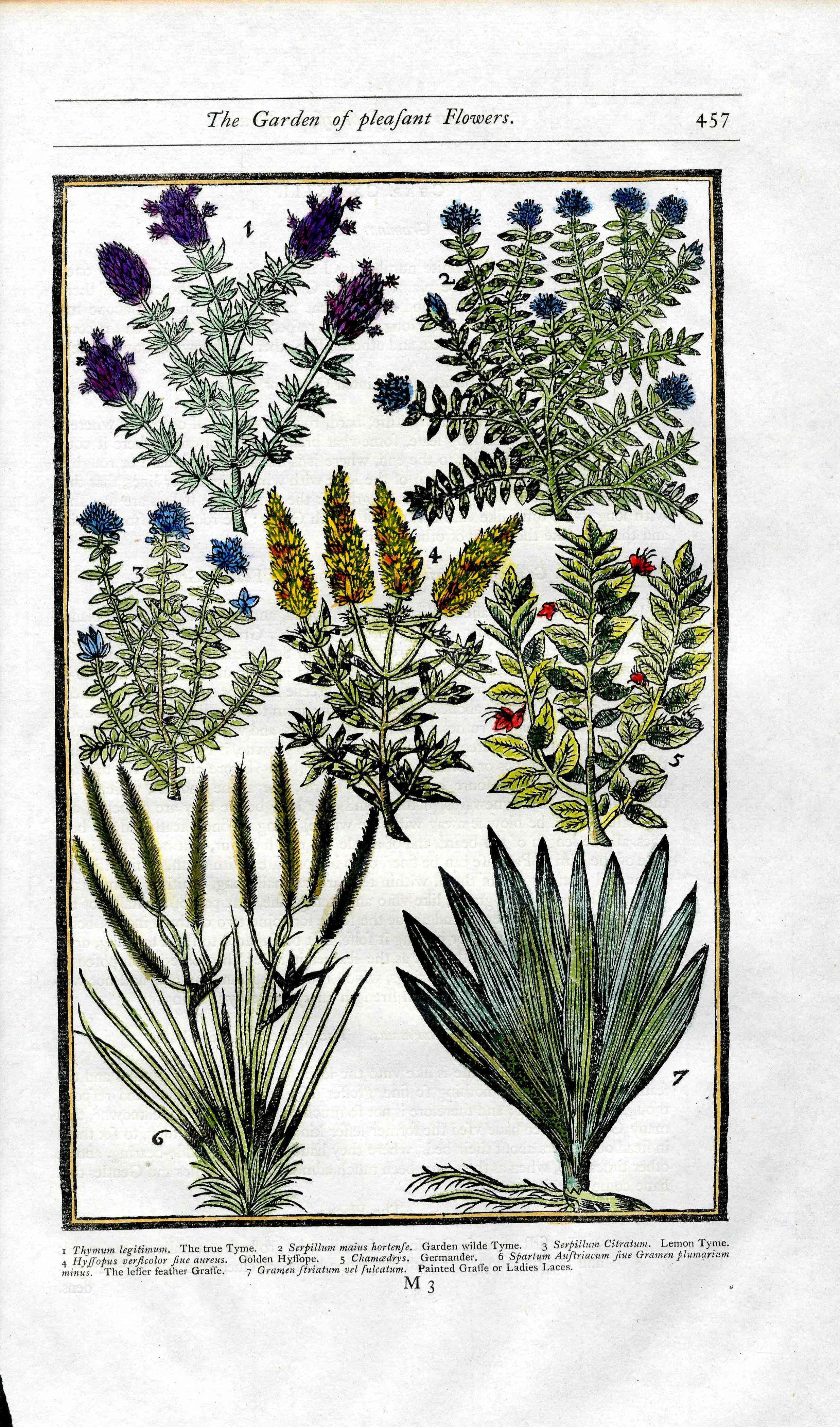 Parkinson Paradisi in Sole Herbals Thyme, Hyssop