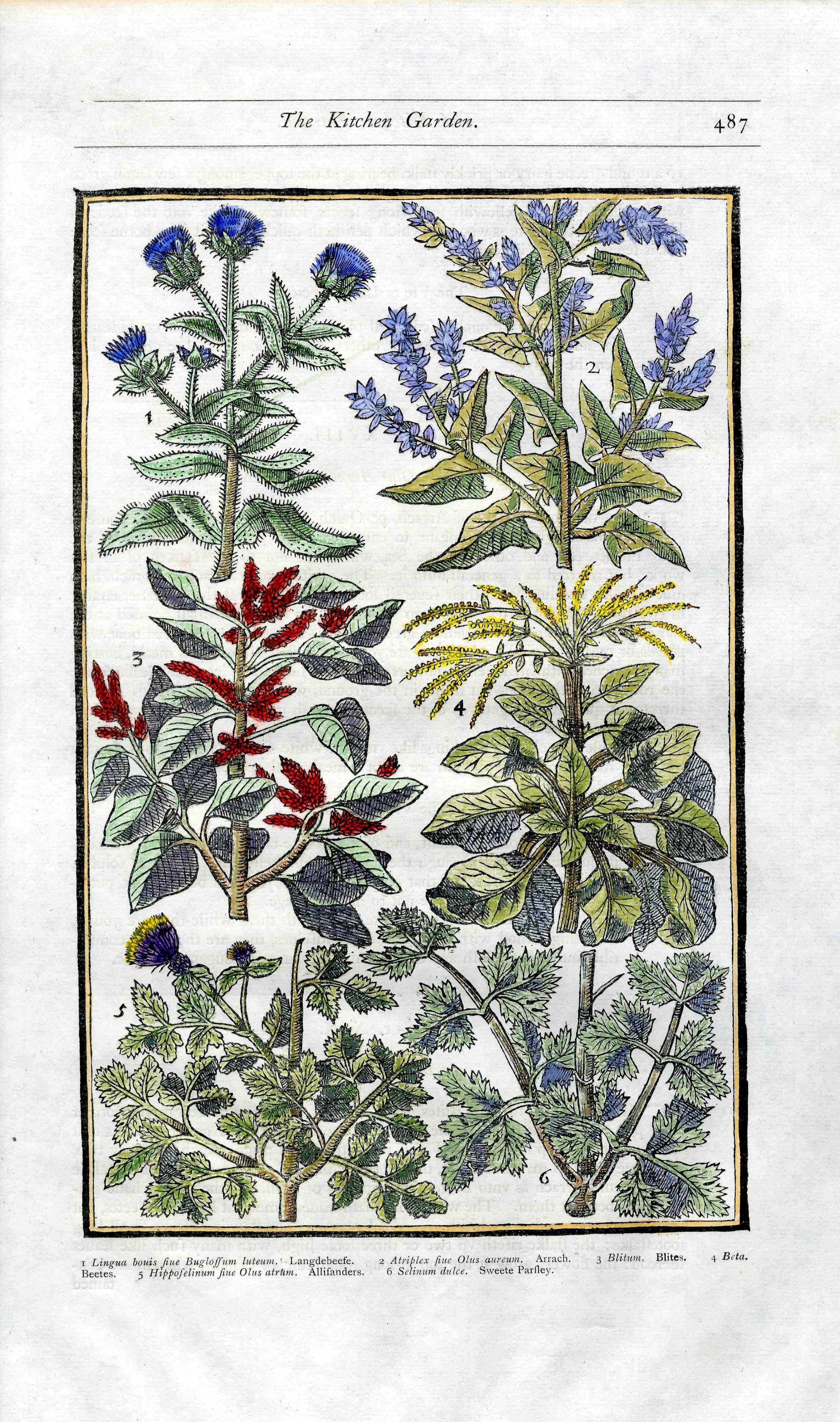 Parkinson Paradisi in Sole Herbals Beets, Chard