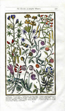 Parkinson Paradisi in Sole Herbals Lupine, Snailes