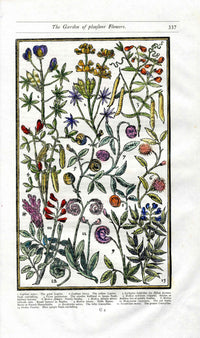 Parkinson Paradisi in Sole Herbals Lupine, Snailes