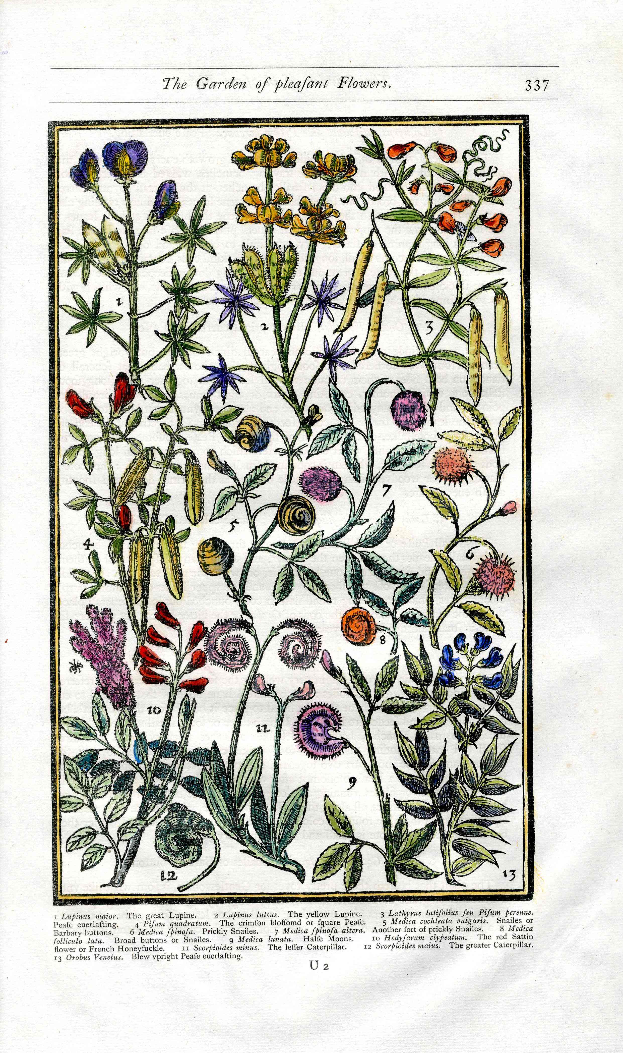 Parkinson Paradisi in Sole Herbals Lupine, Snailes