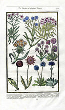 Parkinson Paradisi in Sole Herbals Daisies