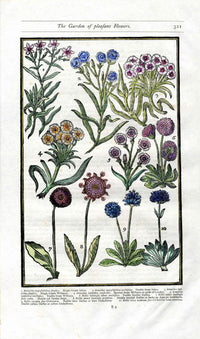 Parkinson Paradisi in Sole Herbals Daisies