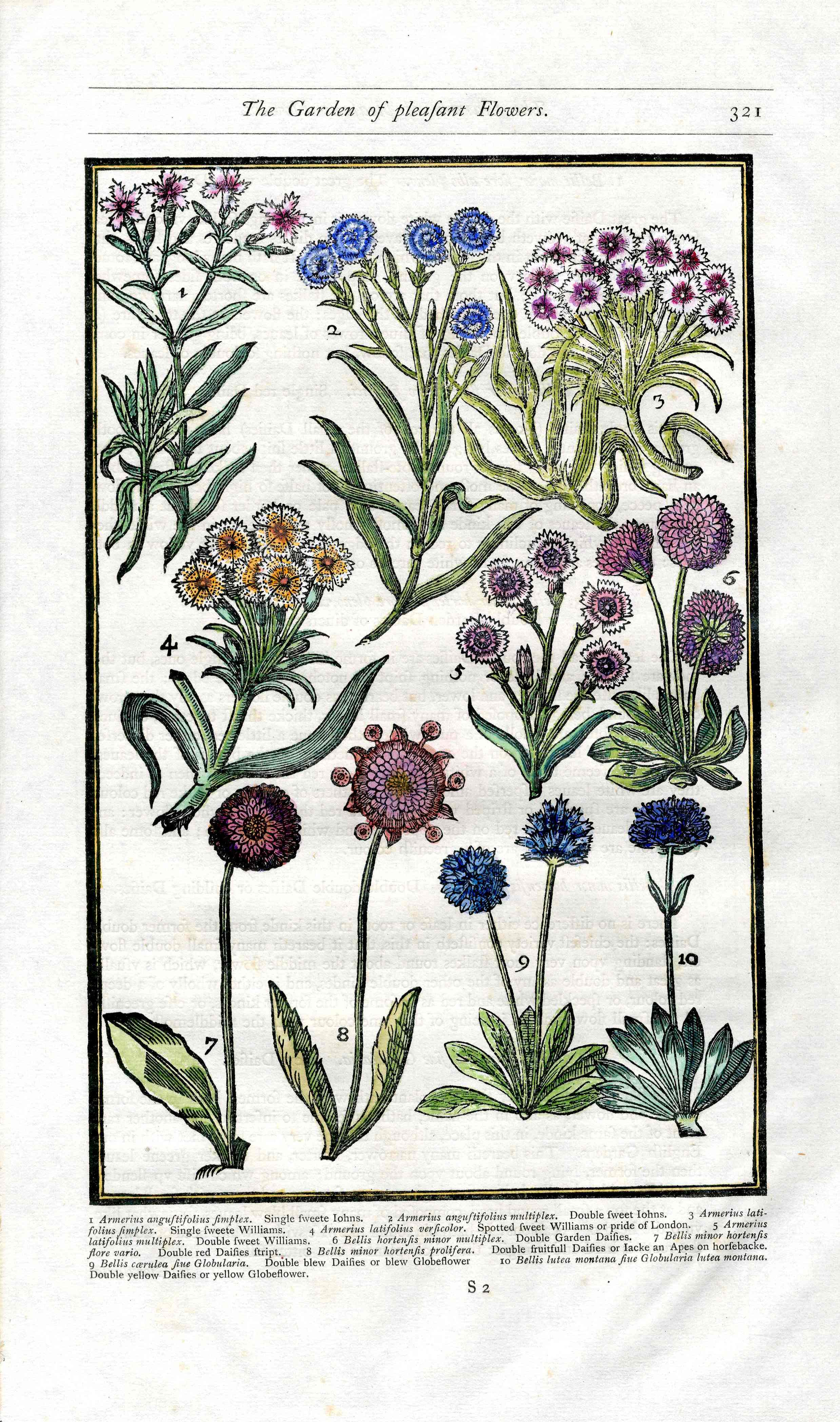 Parkinson Paradisi in Sole Herbals Daisies