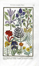 Parkinson Paradisi in Sole Herbals Indian Carnation