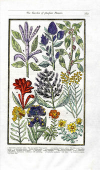 Parkinson Paradisi in Sole Herbals Indian Carnation