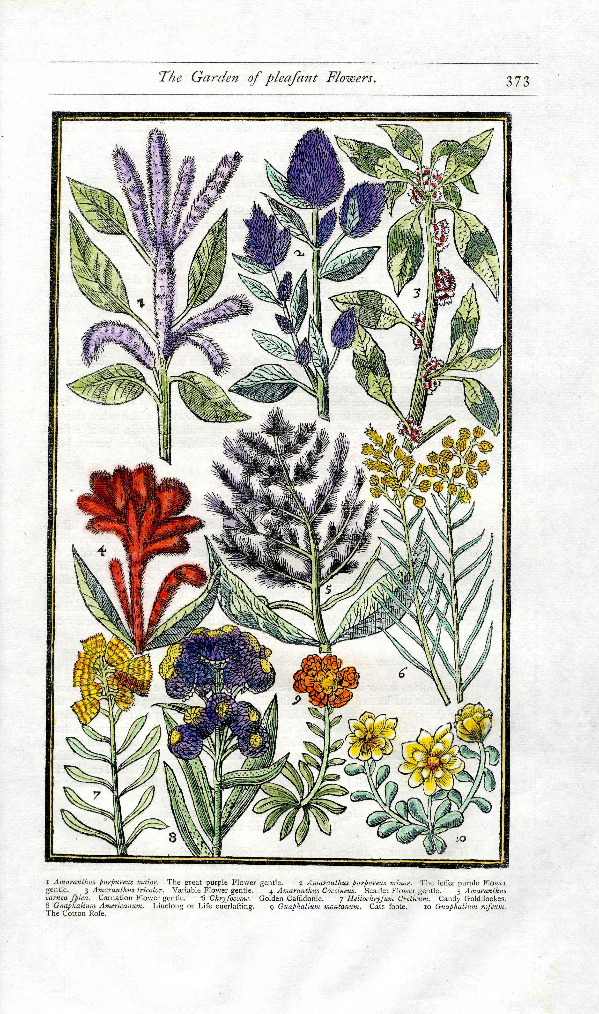 Parkinson Paradisi in Sole Herbals Indian Carnation