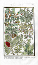 Parkinson Paradisi in Sole Herbals Linden Tree