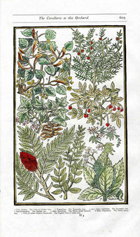 Parkinson Paradisi in Sole Herbals Linden Tree