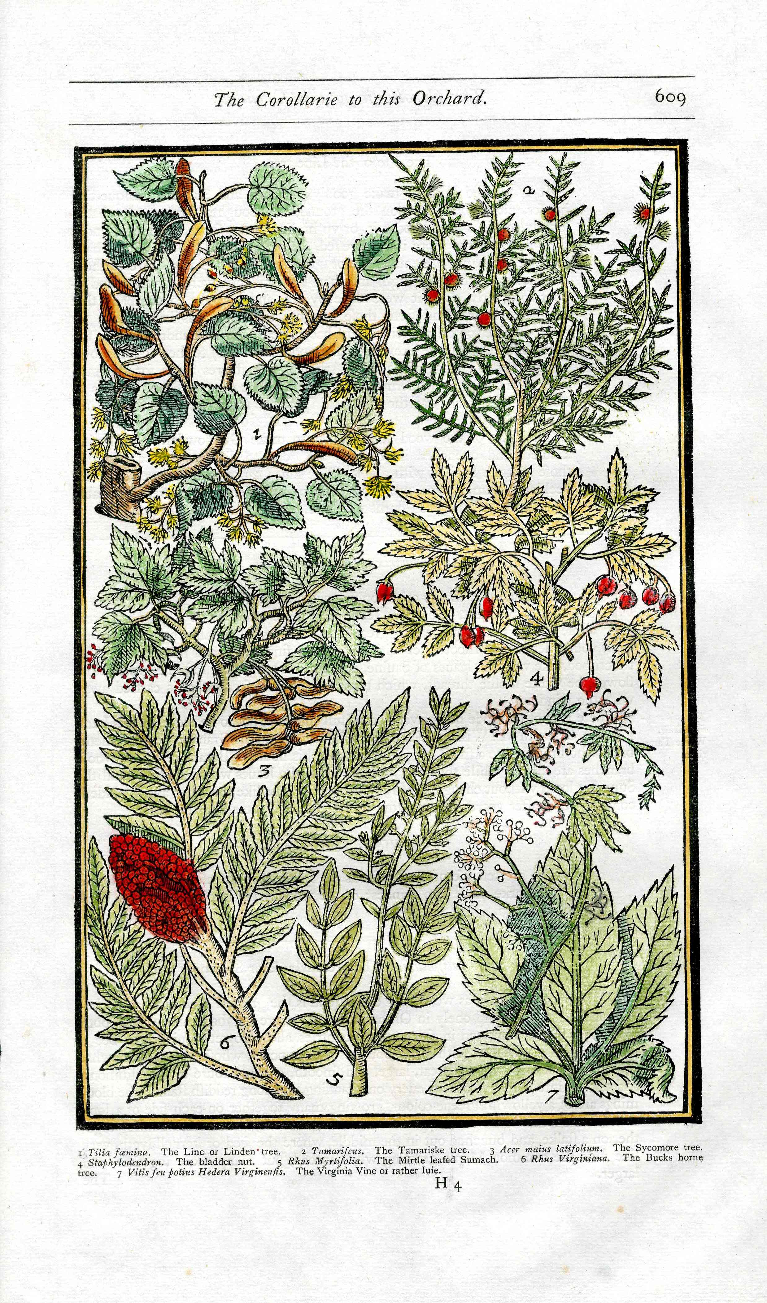 Parkinson Paradisi in Sole Herbals Linden Tree