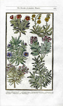 Parkinson Paradisi in Sole Herbals Holly Rose