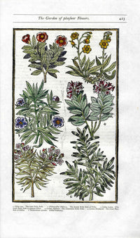 Parkinson Paradisi in Sole Herbals Holly Rose