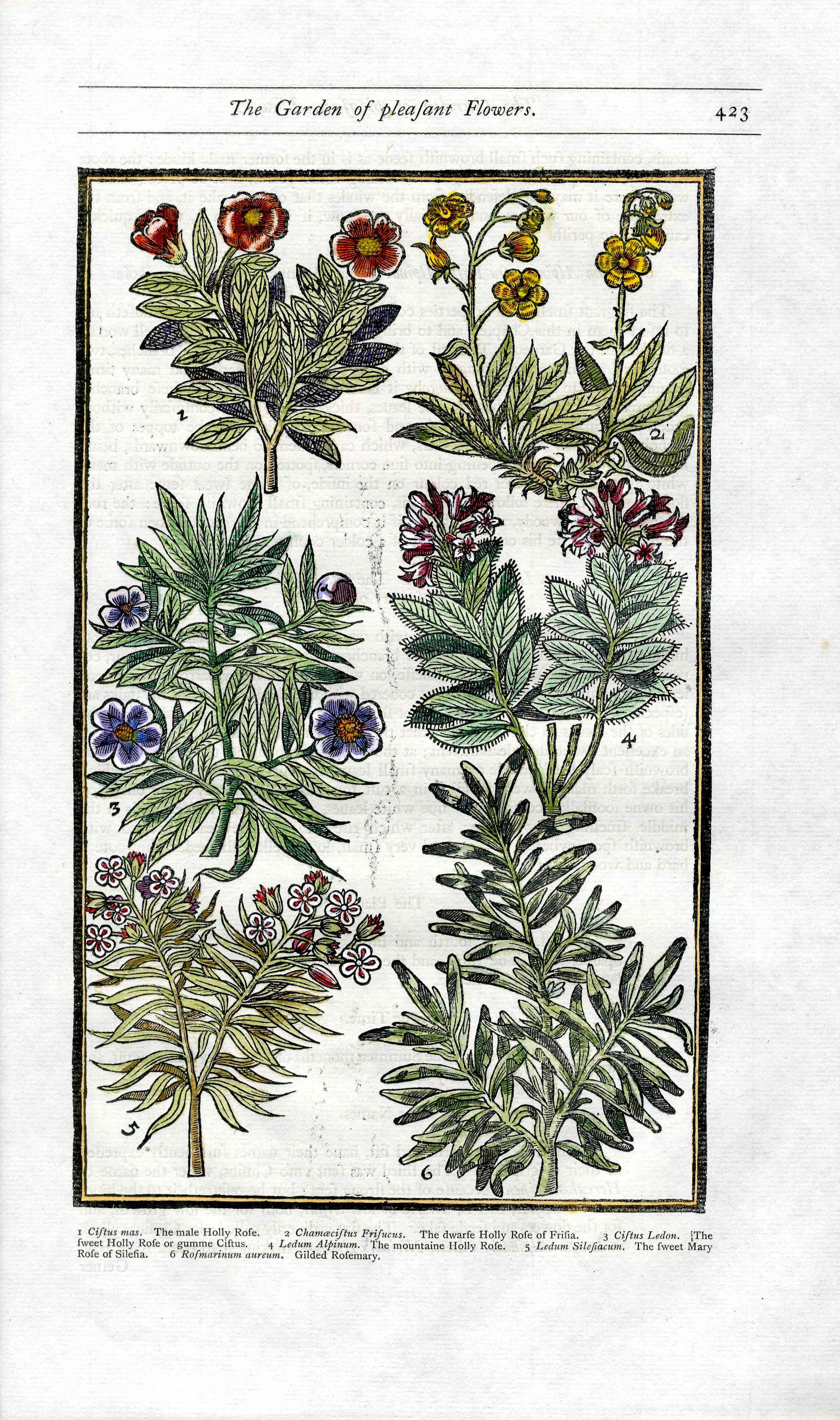 Parkinson Paradisi in Sole Herbals Holly Rose