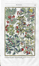 Parkinson Paradisi in Sole Herbals Service Tree