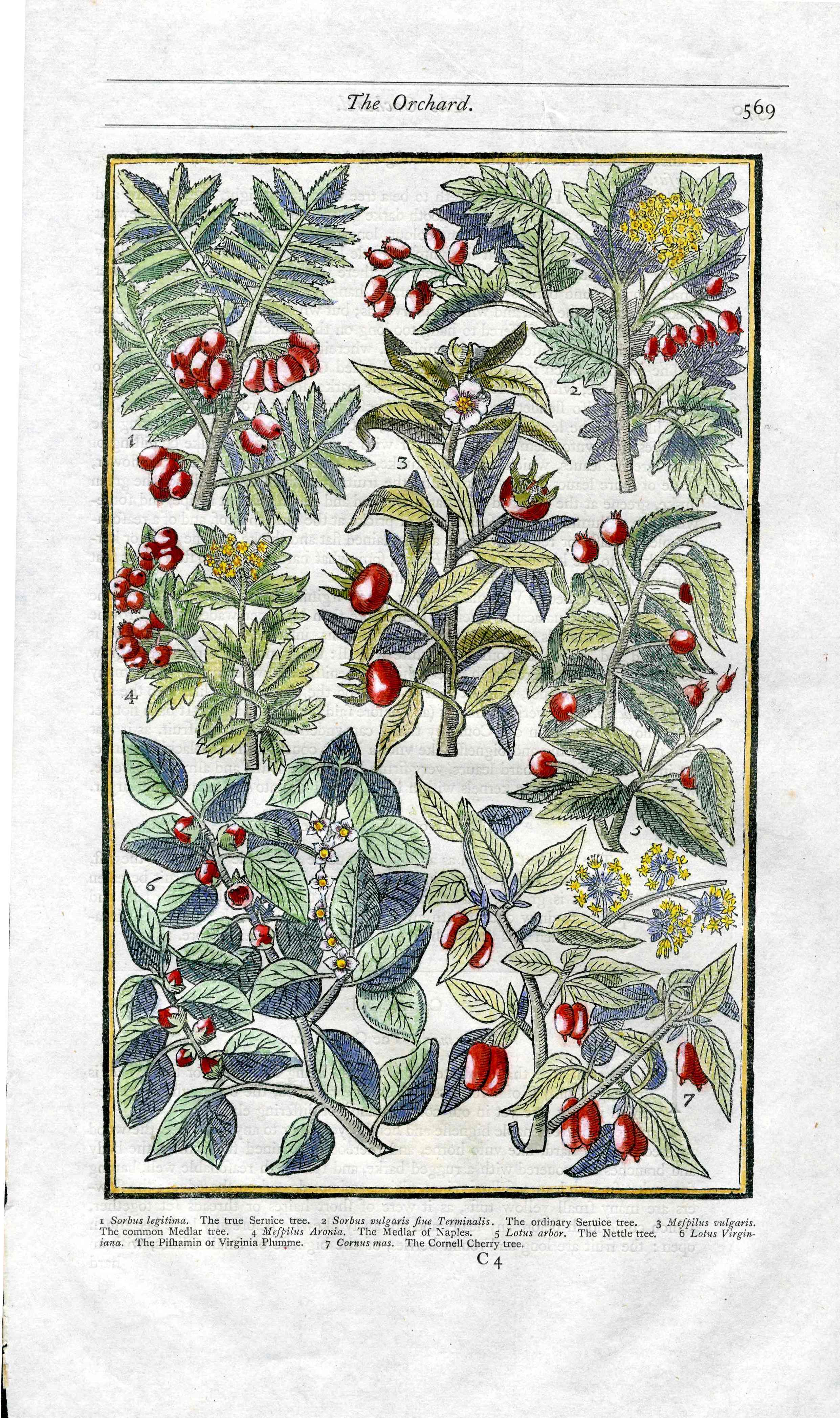 Parkinson Paradisi in Sole Herbals Service Tree