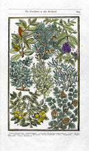 Parkinson Paradisi in Sole Herbals Carroll Tree