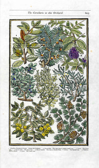 Parkinson Paradisi in Sole Herbals Carroll Tree