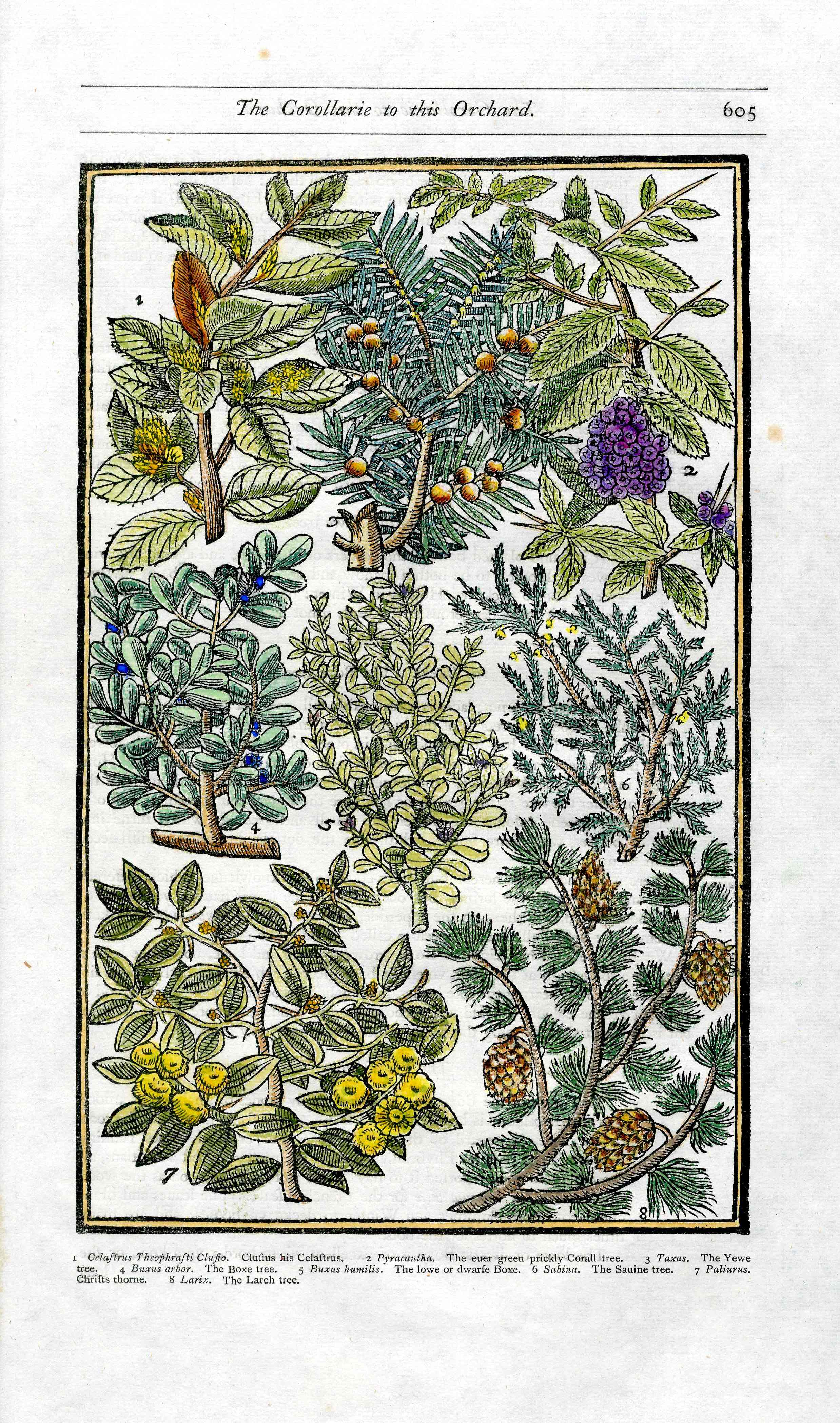 Parkinson Paradisi in Sole Herbals Carroll Tree