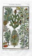 Parkinson Paradisi in Sole Herbals Cypress Tree