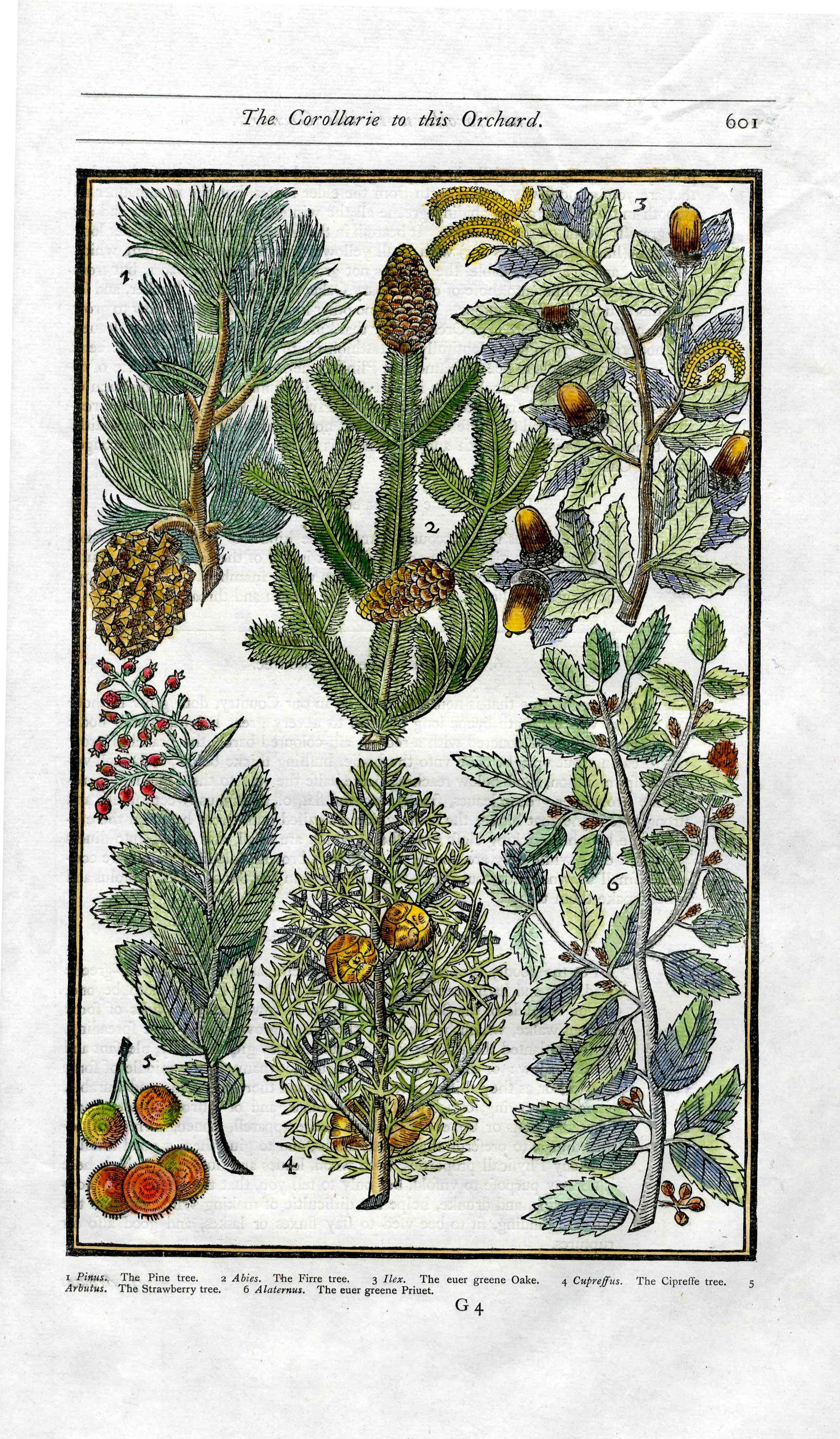 Parkinson Paradisi in Sole Herbals Cypress Tree