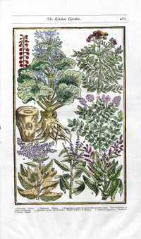 Parkinson Paradisi in Sole Herbals Rhubarb, Sorrel