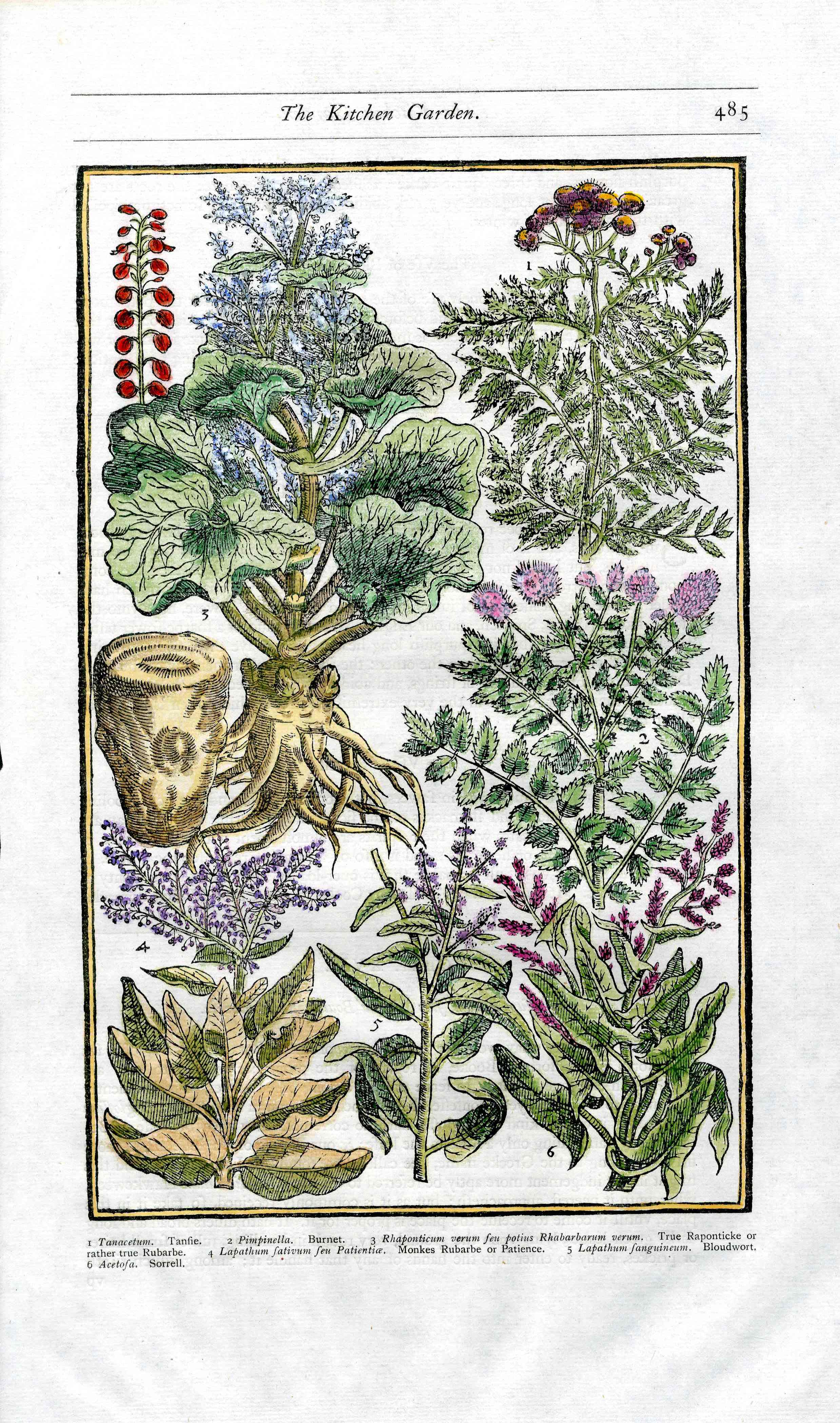 Parkinson Paradisi in Sole Herbals Rhubarb, Sorrel