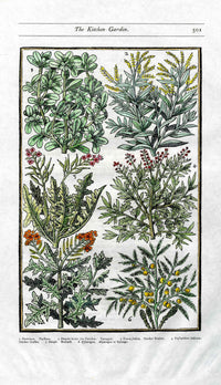 Parkinson Paradisi in Sole Herbals Cress, Asparagus