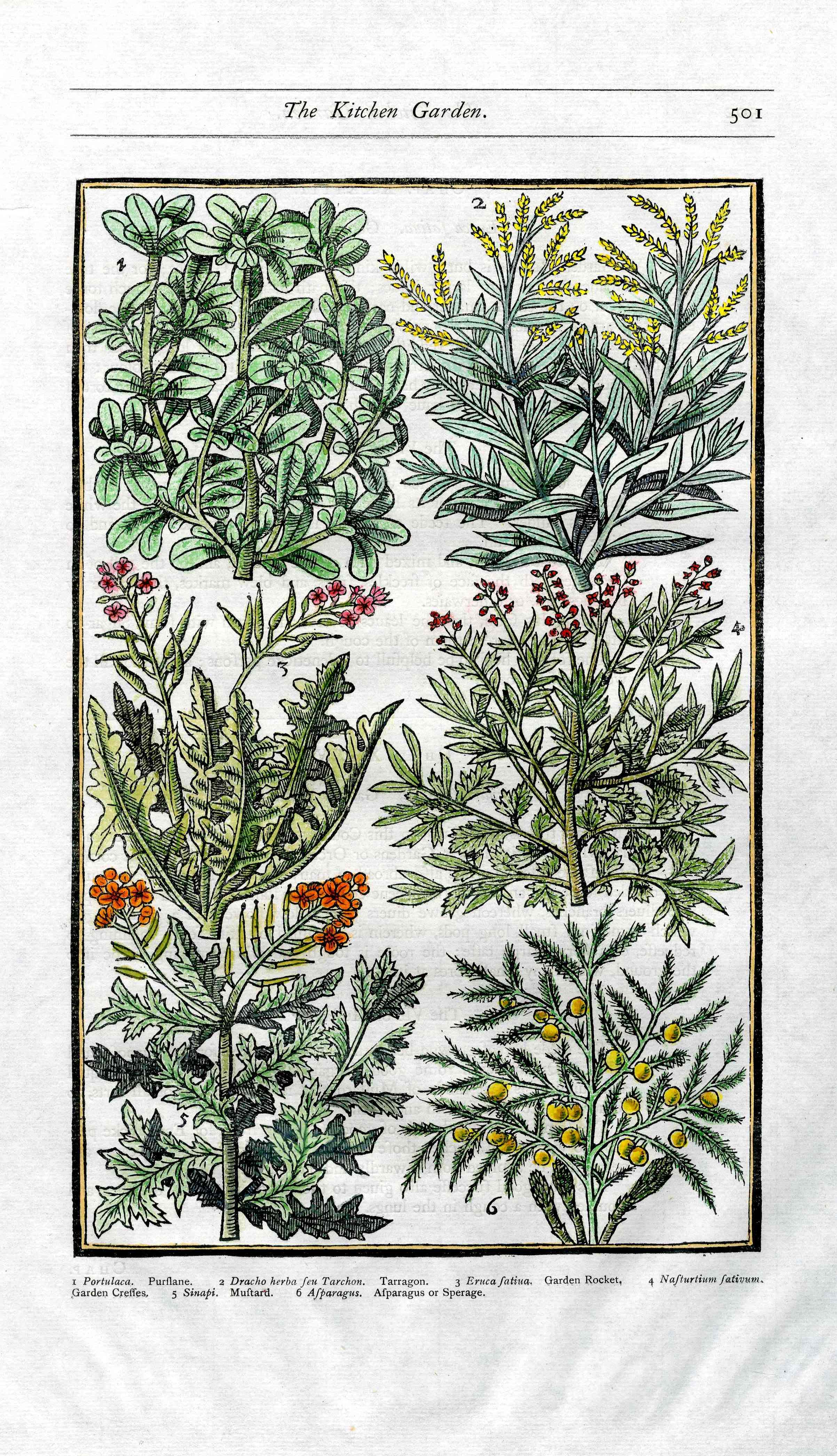 Parkinson Paradisi in Sole Herbals Cress, Asparagus