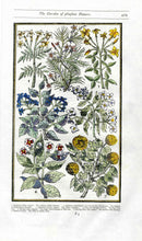 Parkinson Paradisi in Sole Herbals Jasmine, Syringa