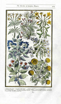 Parkinson Paradisi in Sole Herbals Jasmine, Syringa