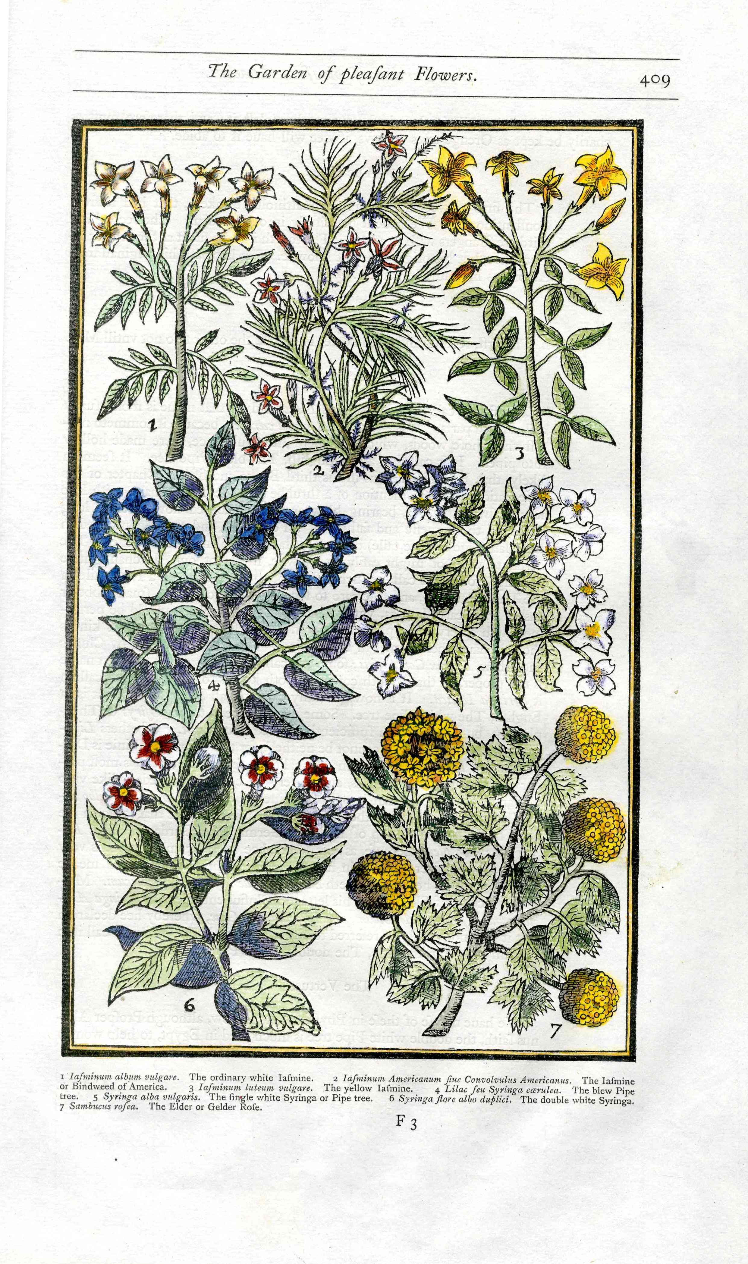 Parkinson Paradisi in Sole Herbals Jasmine, Syringa