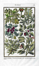 Parkinson Paradisi in Sole Herbals Walnut, Mulberry