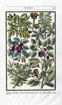 Parkinson Paradisi in Sole Herbals Walnut, Mulberry